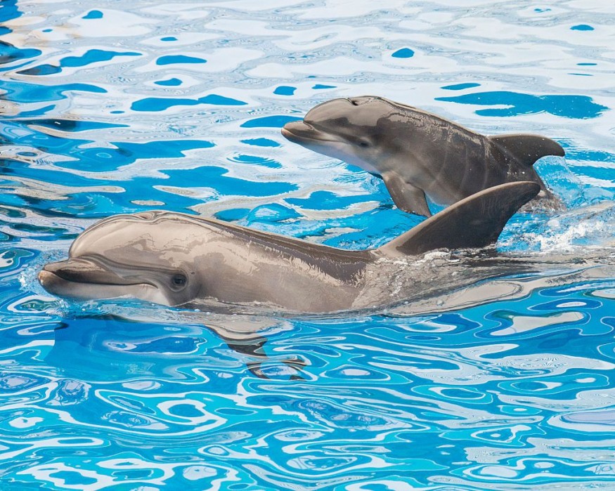 Dolphins