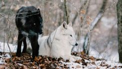 Sweden Begins Controversial Wolf Hunt, Targeting Endangered Species