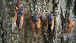 Creepy Red-Eyed Cicadas to Swarm 13 States Following 17-Year Underground