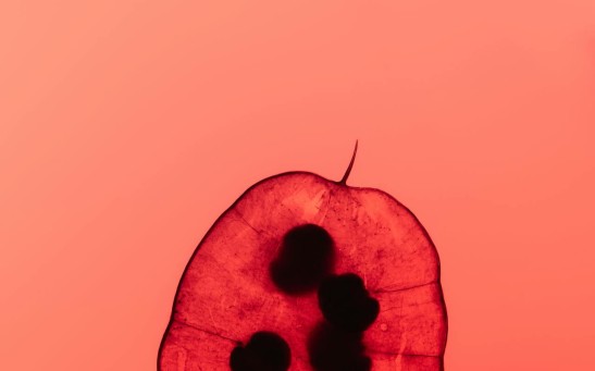 High-Throughput Sequencing as Key to Advancing Thalassemia Prevention