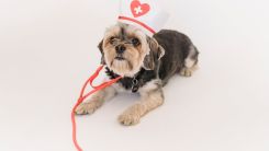 How Data and Demographics Are Shaping Veterinary Practice Acquisitions