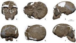 Yunxian 2 cranium