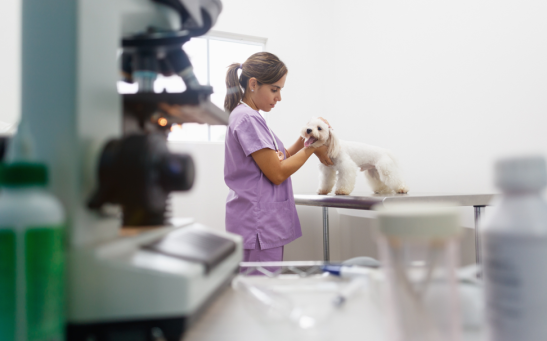 How Modern Platforms Restore Confidence in Veterinary Care