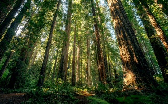 Forest