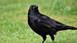Crow