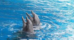 Dolphins
