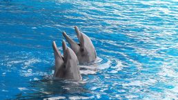 Dolphins
