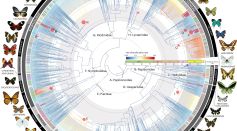 Evolutionary Relationships and Diversification Patterns of Butterflies
