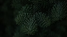 Terpenes: California Cannabis Testing Labs on The Next Big Thing