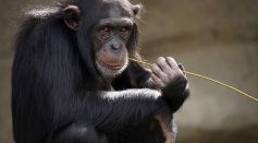 Chimpanzee