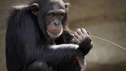 Chimpanzee