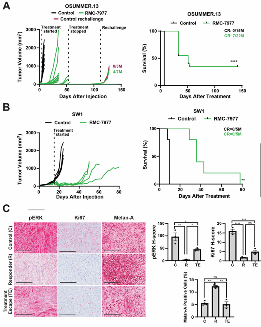 RMC-6236 Induces Rapid Antitumor Responses in NRAS-Mutant Melanoma Mouse Models