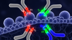 Role of Fluorescent Secondary Antibodies in Neurodegenerative Disease Research