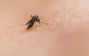 Mosquito on Human Skin