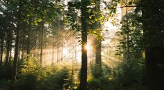 Sun shining through trees