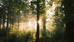 Sun shining through trees