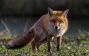 Red Fox