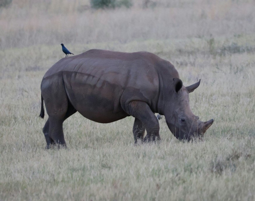 Rhino in the field