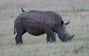 Rhino in the field