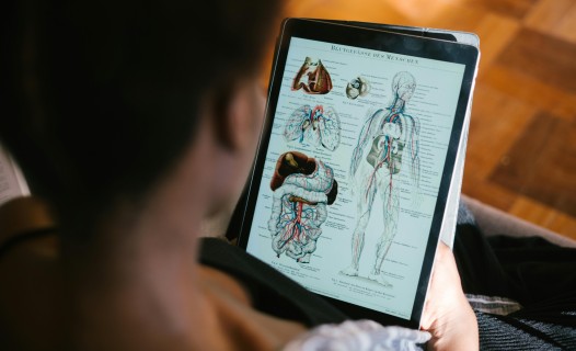 Person Studying Human Anatomy