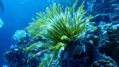 Green Coral Reef Under Water