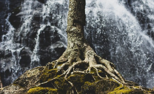 Tree Roots on Rock Formation