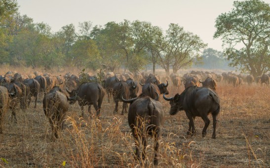 A Herd of Buffalos