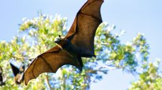 Large Bat Flying