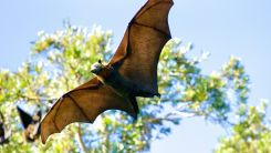 Large Bat Flying