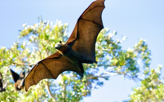 Large Bat Flying