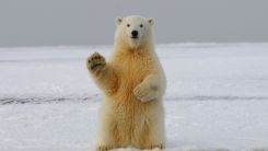 A Polar Bear