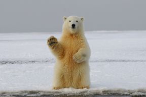 A Polar Bear