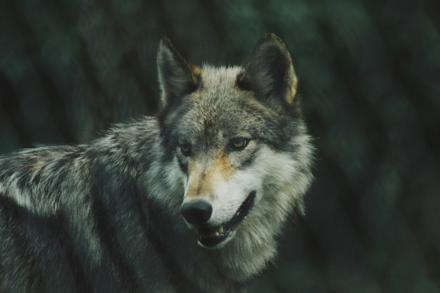 Photography of a Gray Wolf