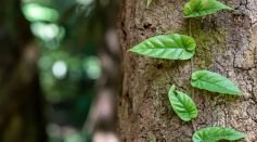 A Vine on a Tree Trunk