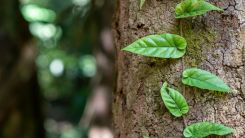 A Vine on a Tree Trunk