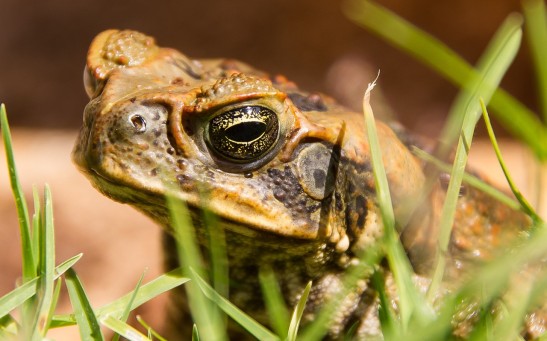 Cane Toad
