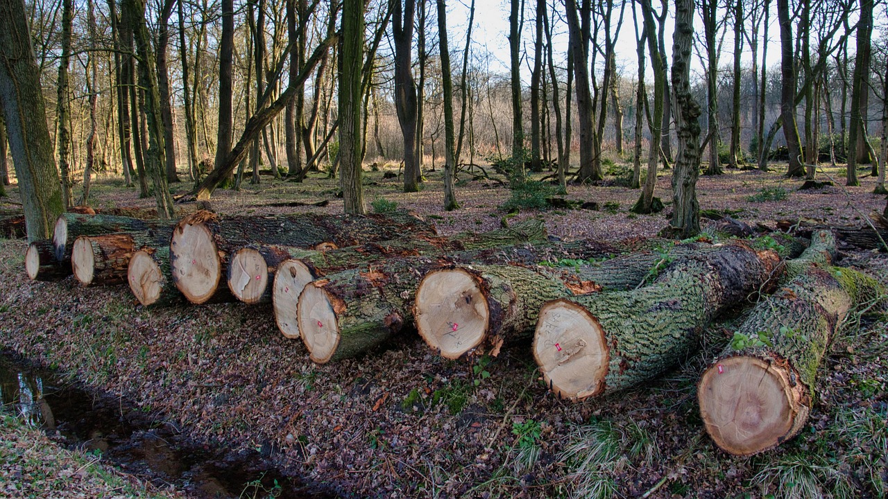 Forest Loss and Climate Change: The Hidden Environmental Impact of ...