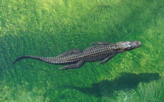 Alligator Swimming in Water