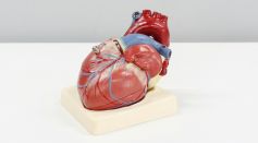 Model of Human Heart