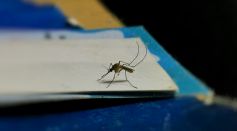 Mosquito Sitting on Top of Paper