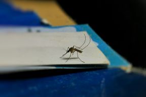 Mosquito Sitting on Top of Paper