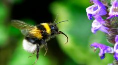 Bumblebee Flying Towards a Flower