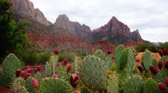Cactuses and a Rocky Mountain