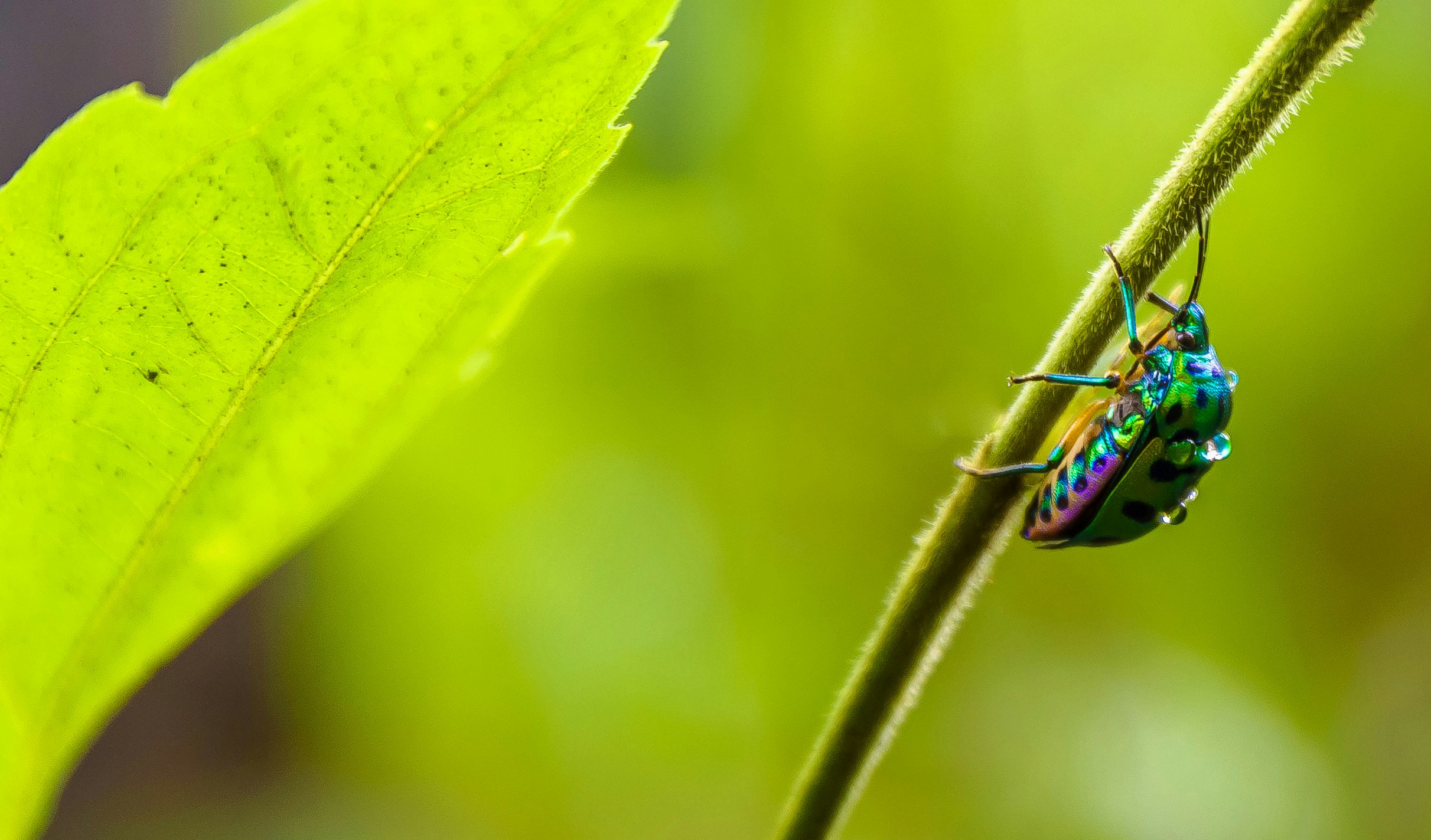 How Insects, Plants, Trees, and Soil Work Together to Sustain Life and Biodiversity