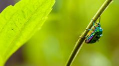 Iridescent Insect on a Leaf Branch