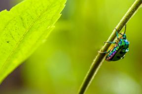 Iridescent Insect on a Leaf Branch
