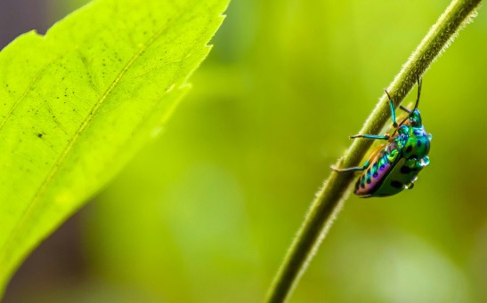 Iridescent Insect on a Leaf Branch