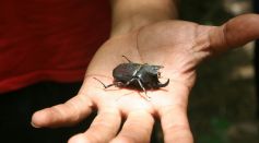 Rhino Beetle on a Person's Hand