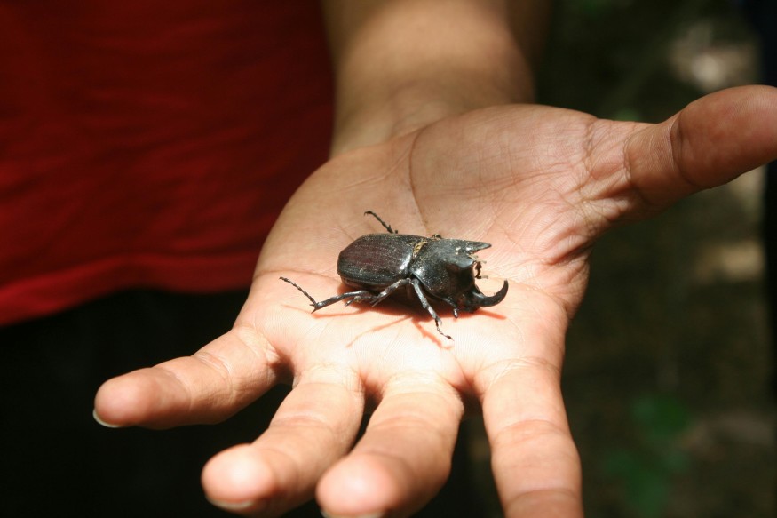 Rhino Beetle on a Person's Hand