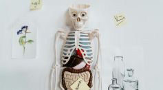 Skeleton Model and Sticky Notes